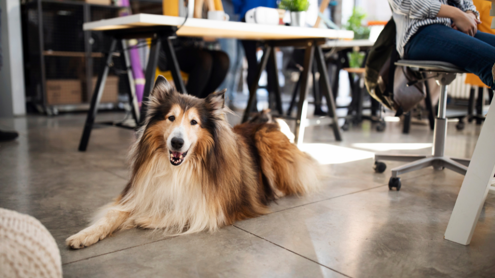 A happy collie resting on the floor in an office setting.