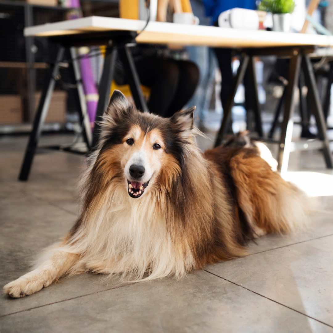 A happy collie resting on the floor in an office setting.