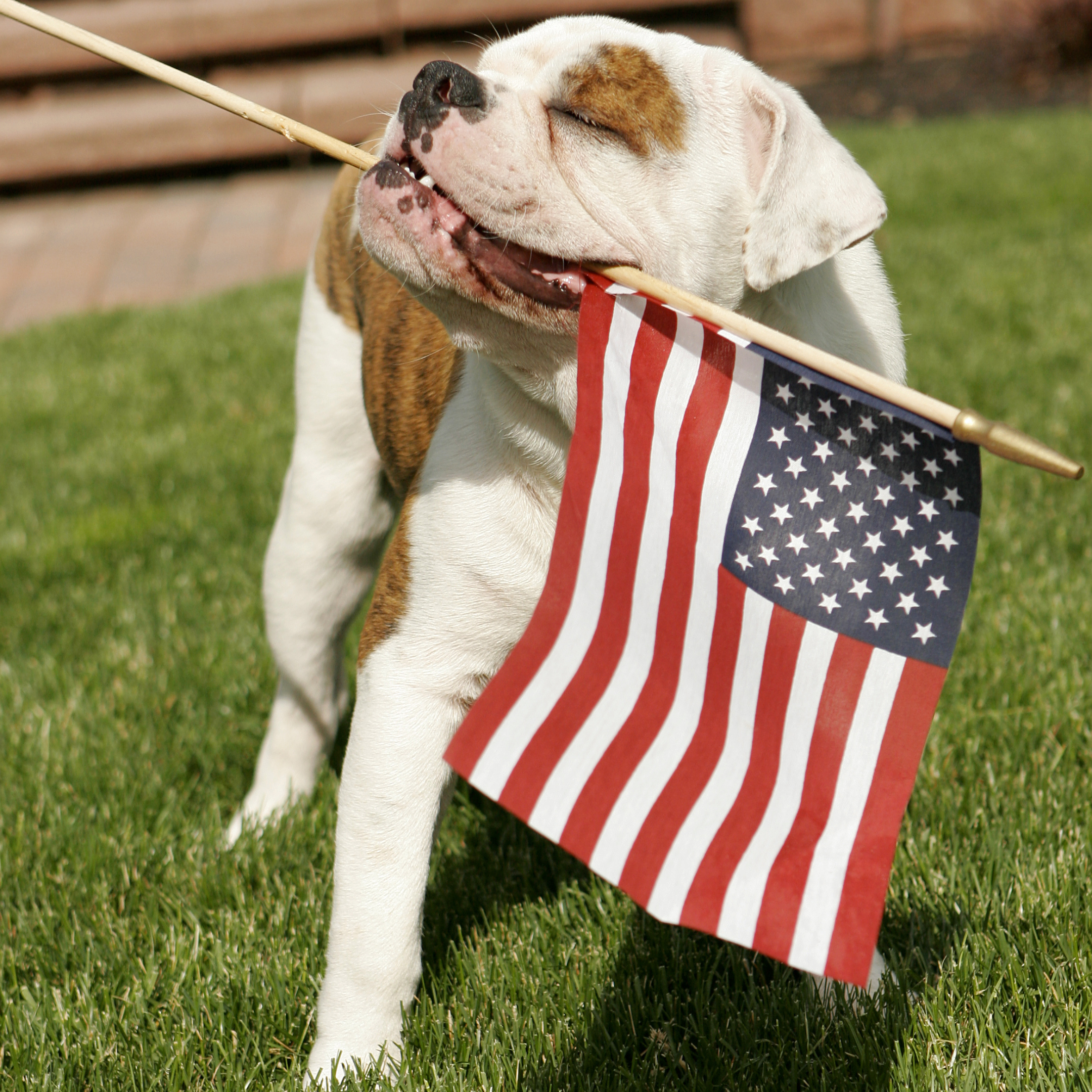 A picture of a happy dog with his eyes closed, holding a small U.S. flag in his mouth.