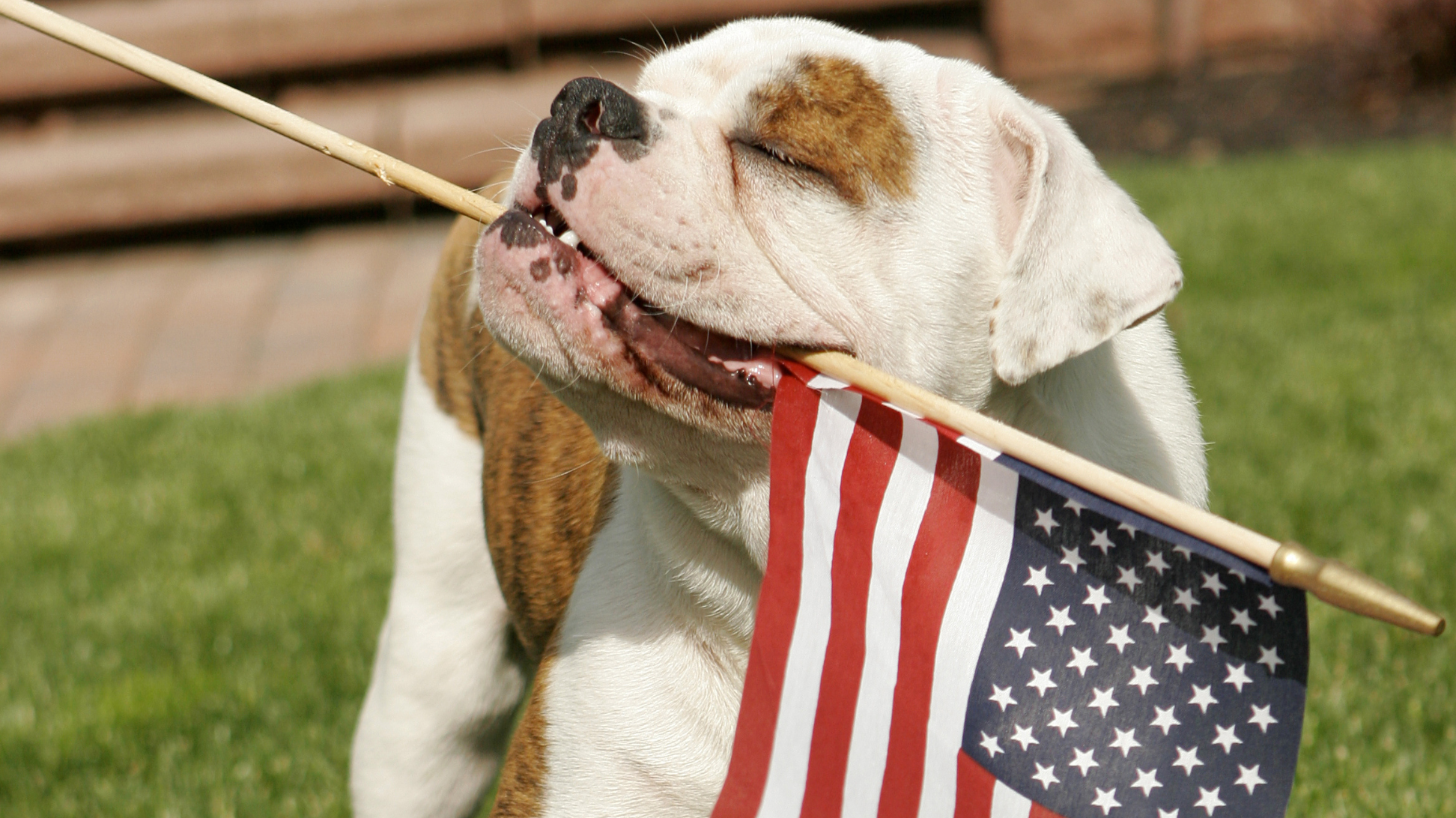 A picture of a happy dog with his eyes closed, holding a small U.S. flag in his mouth.