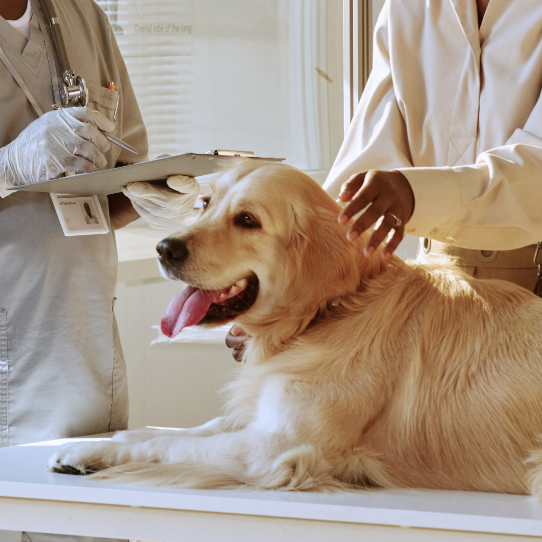 A Golden Retriever looking calm and relaxed at a veterinarian's office. The owner and the veterinarian are standing behind it.