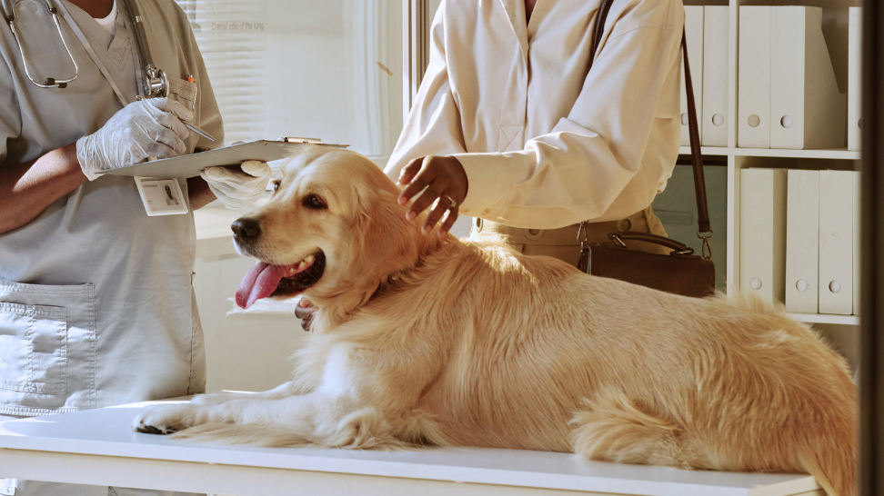 A Golden Retriever looking calm and relaxed at a veterinarian's office. The owner and the veterinarian are standing behind it.